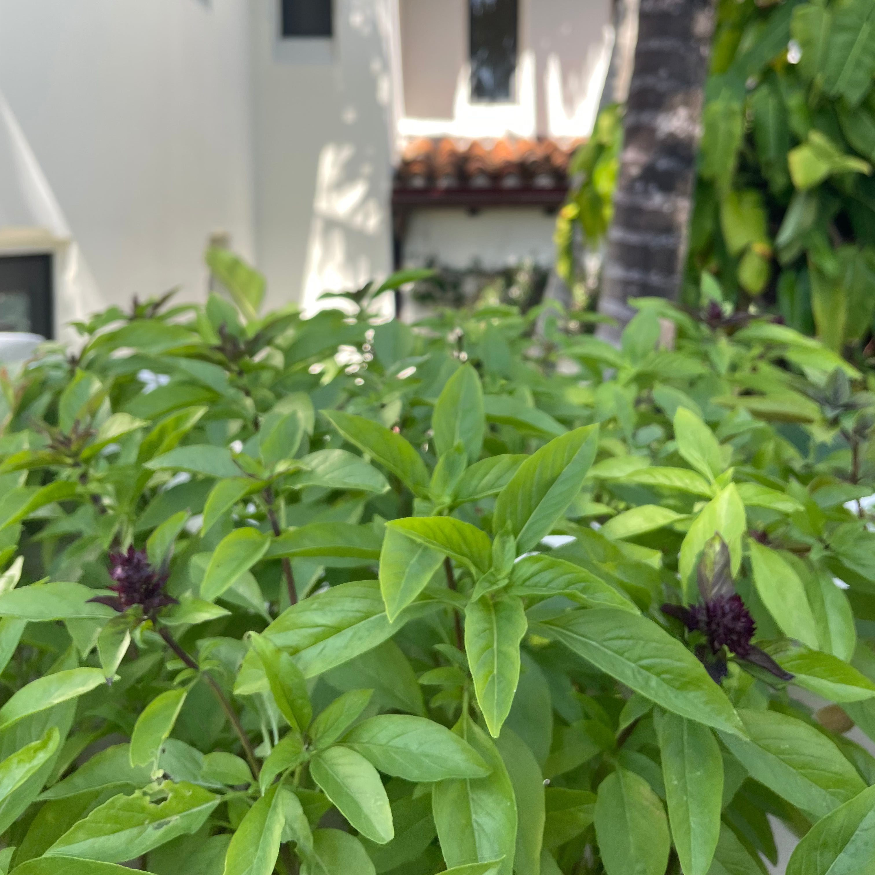 Thai Basil