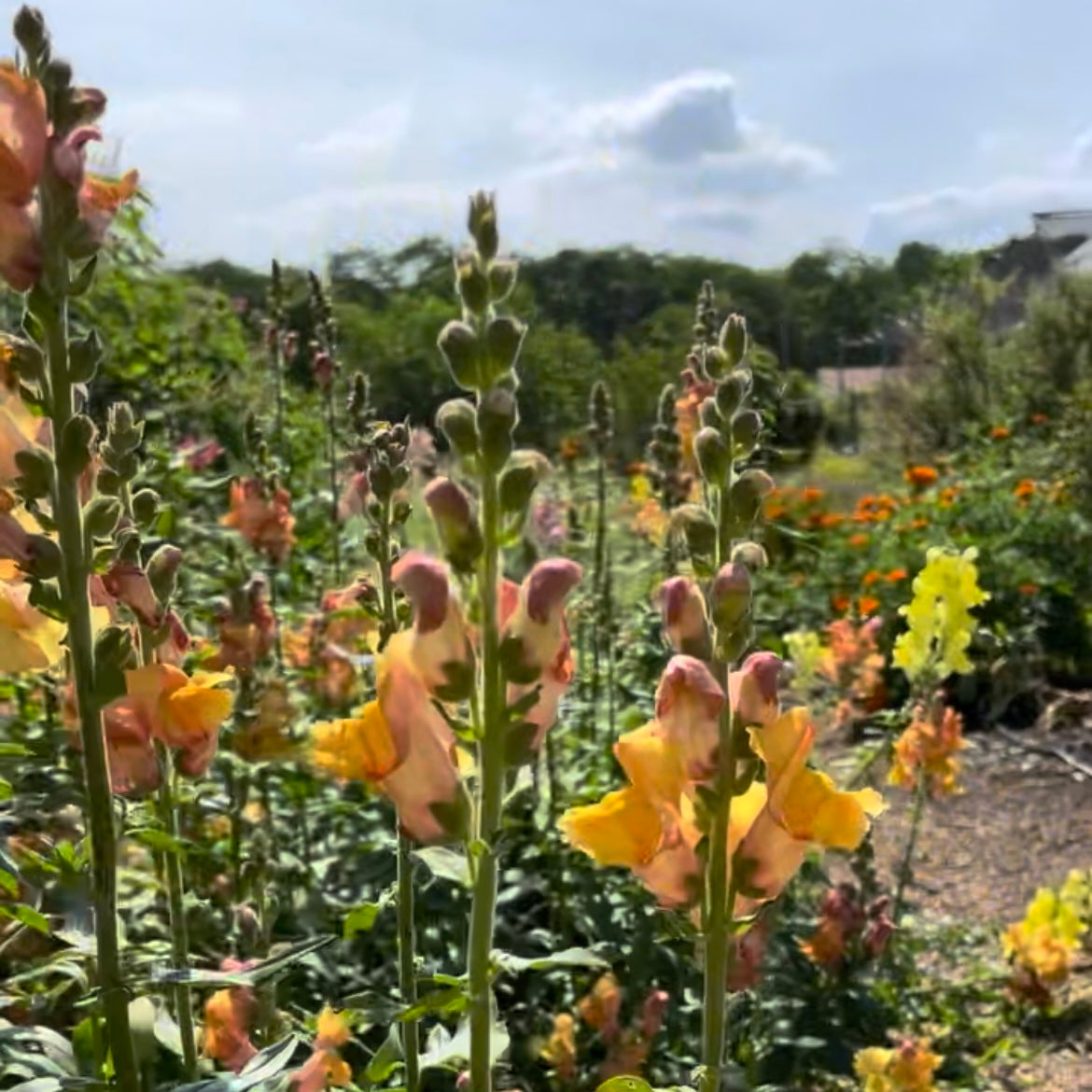 Cannes Lights Bronze Snapdragon