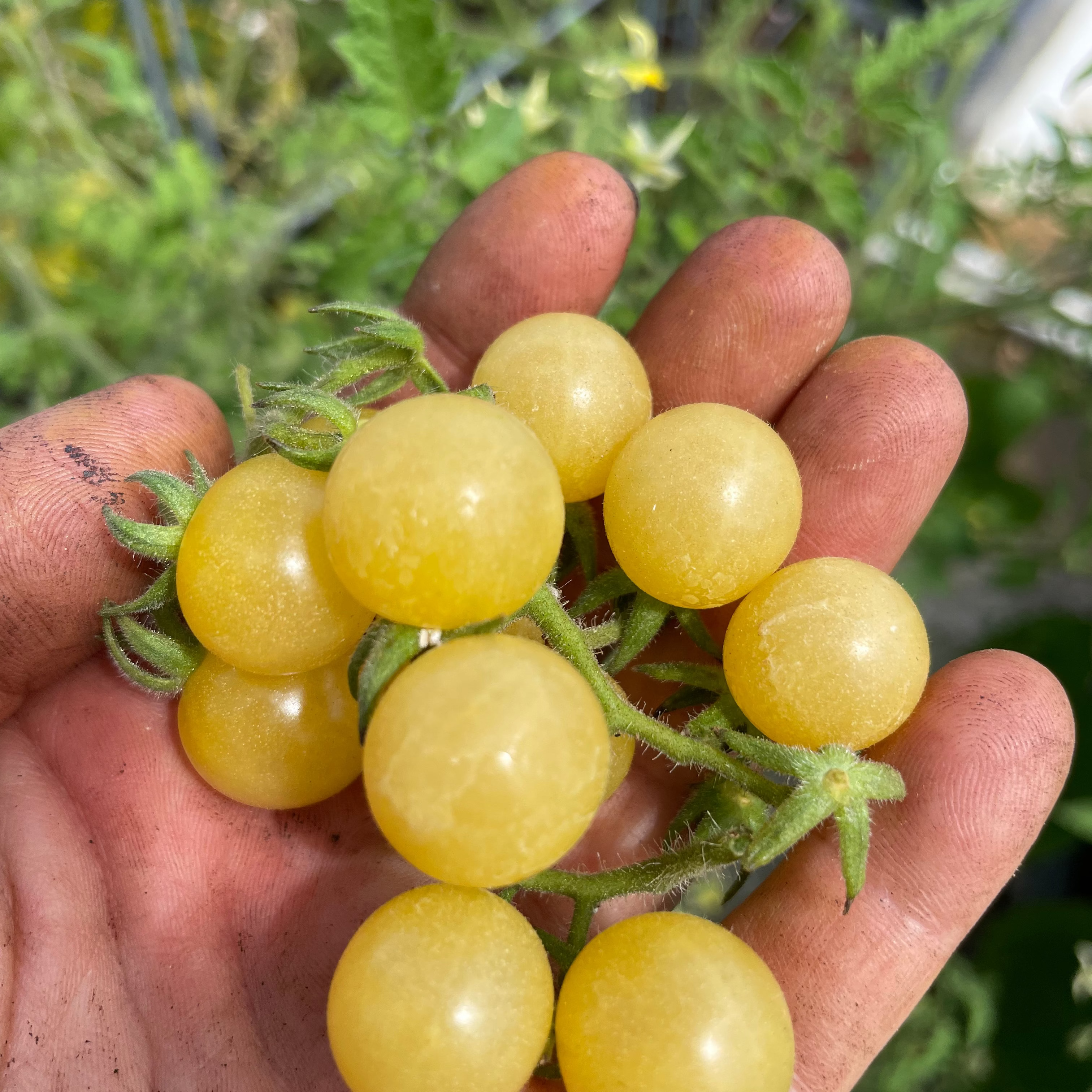 Yellow Everglades Cherry Tomatoes
