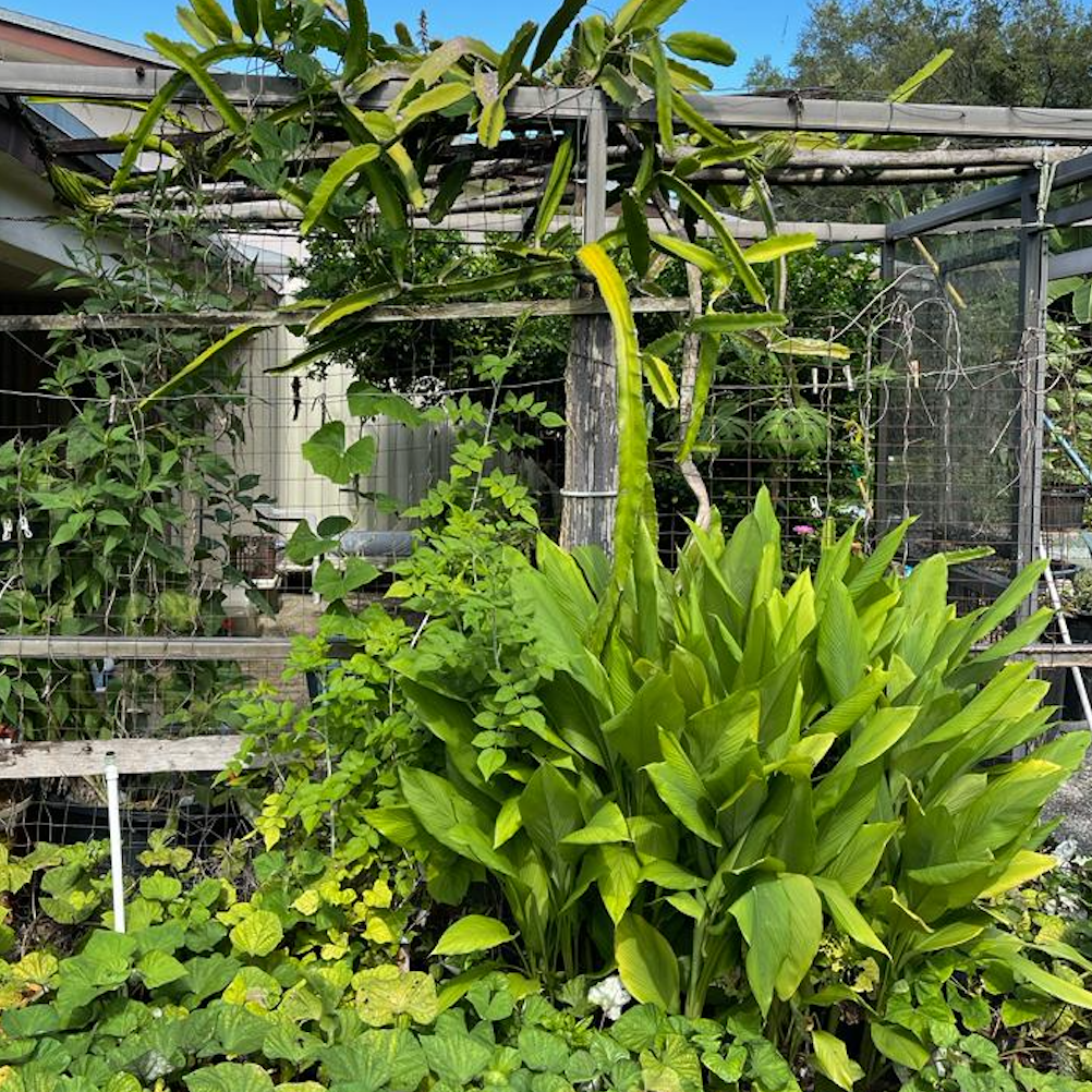 Turmeric plant