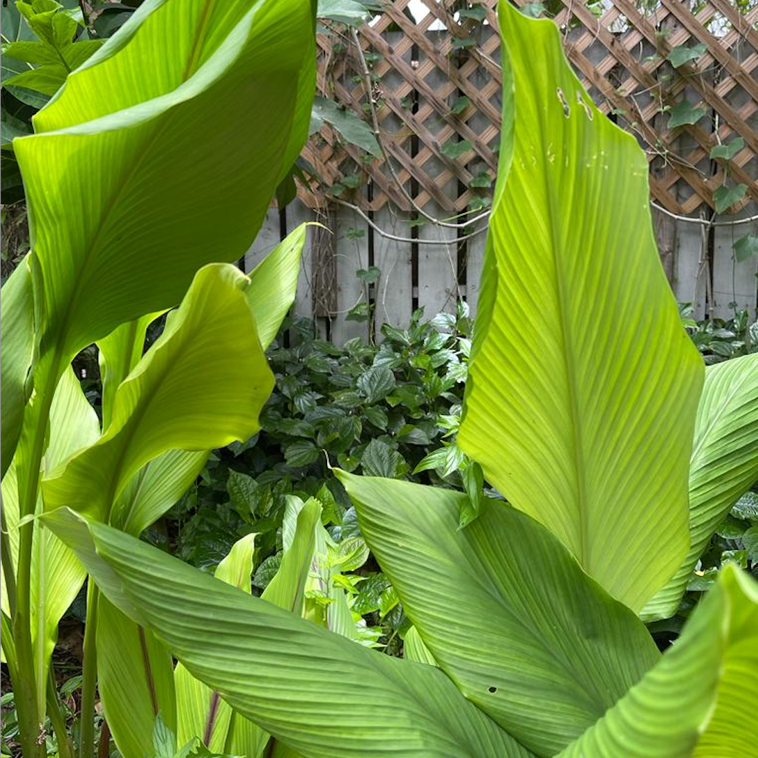 Turmeric plant