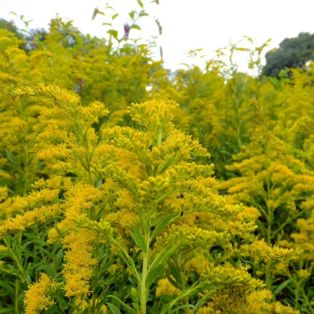 Goldenrod