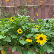 Dune Sunflower