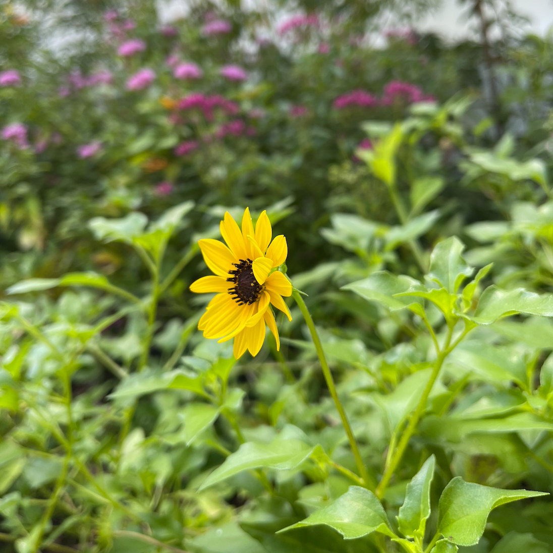 Dune Sunflower