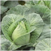 Caraflex Cabbage