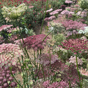 Dara Daucus Ammi