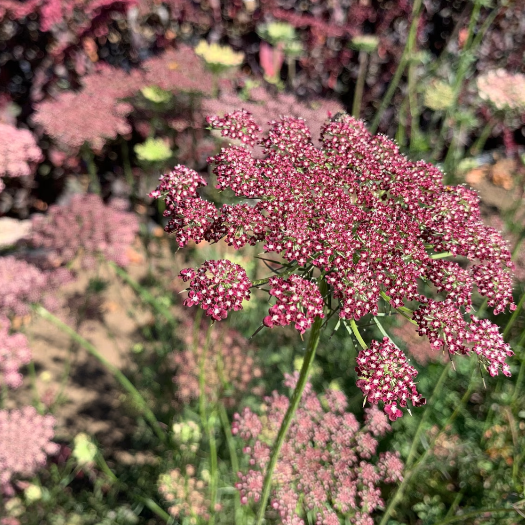 Dara Daucus Ammi