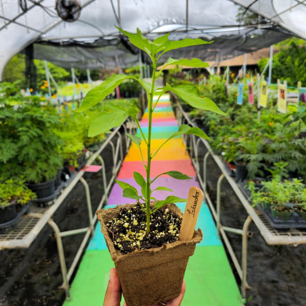 Islander Bell Pepper