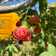 Chinese Lantern, Abutilon