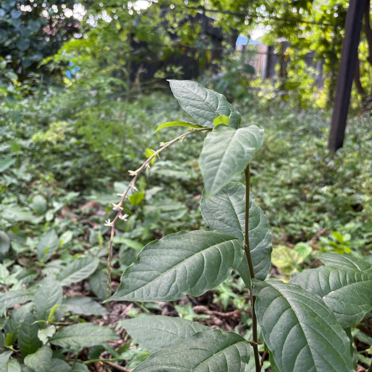 Guinea Hen Weed