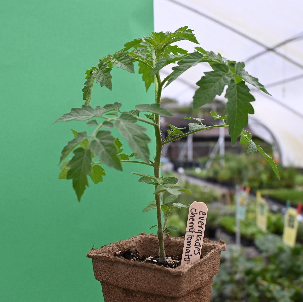 Midnight Roma Paste Tomato