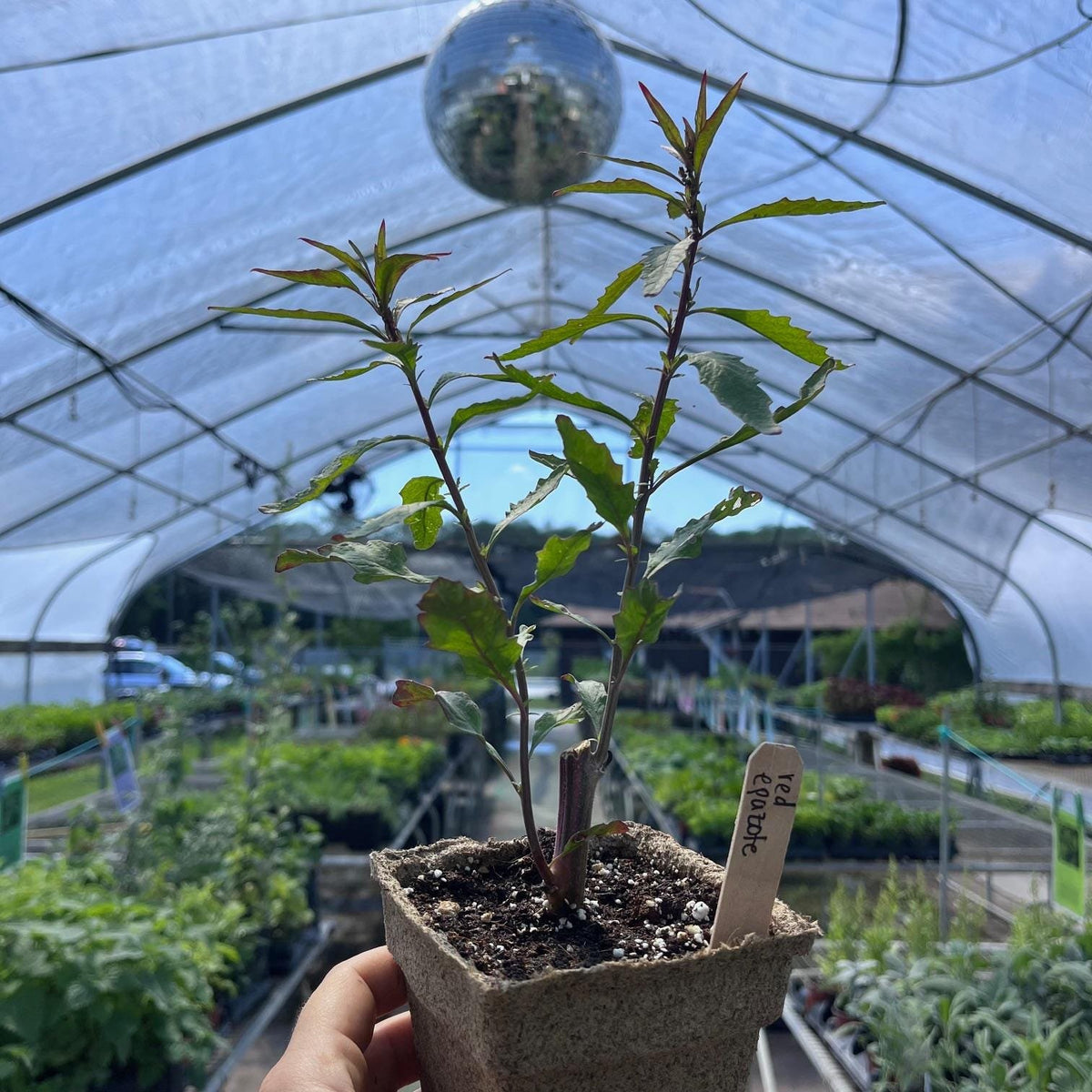Oaxacan Red Epazote