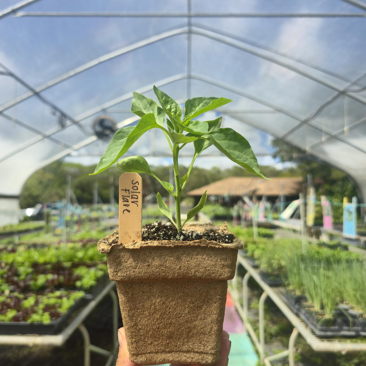 Solar Flare Pepper