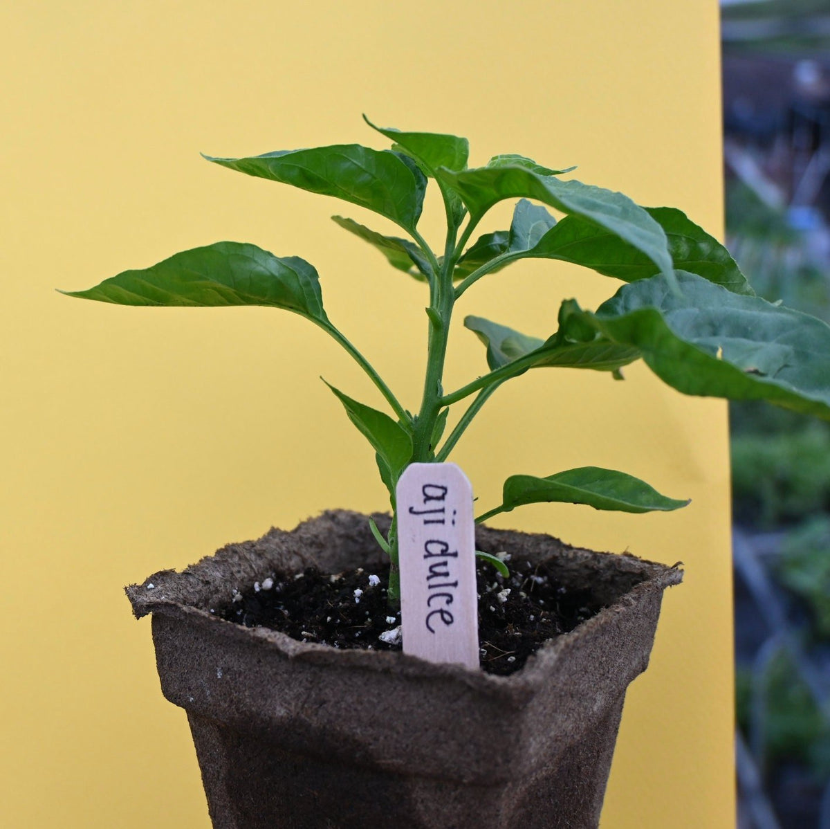 Aji Dulce Pepper