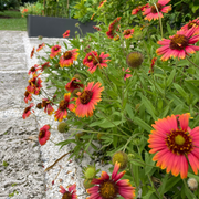 Blanket Flower