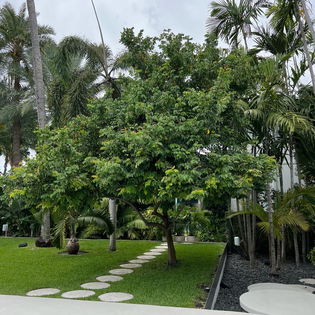 Fwang Tung Starfruit / carambola