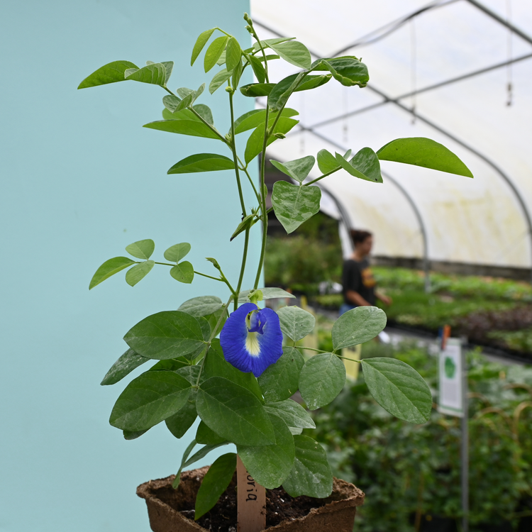 Little River Nursery