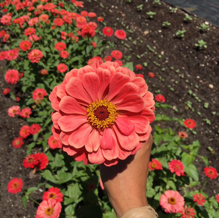 Salmon Zinnia Mix 6 pack