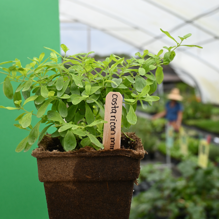 Little River Nursery