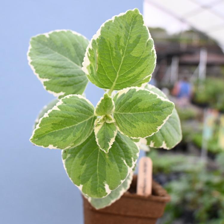 Little River Nursery