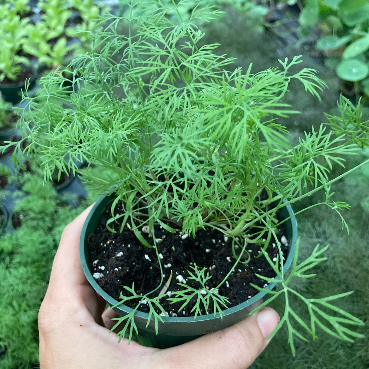 Dill