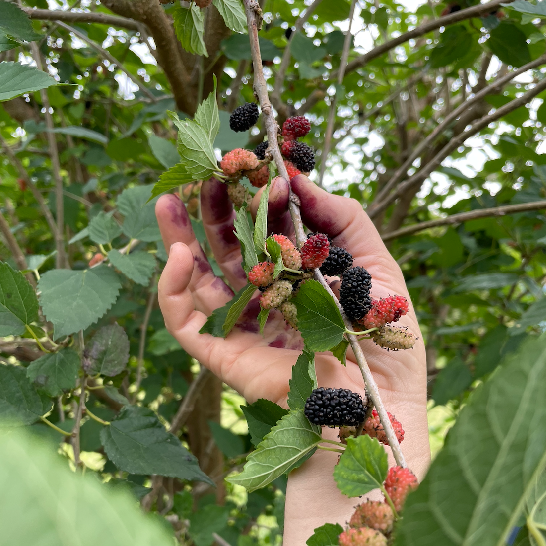 Dwarf Everbearing Mulberry Tree