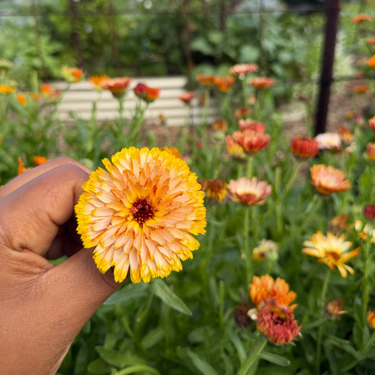 Flashback Calendula