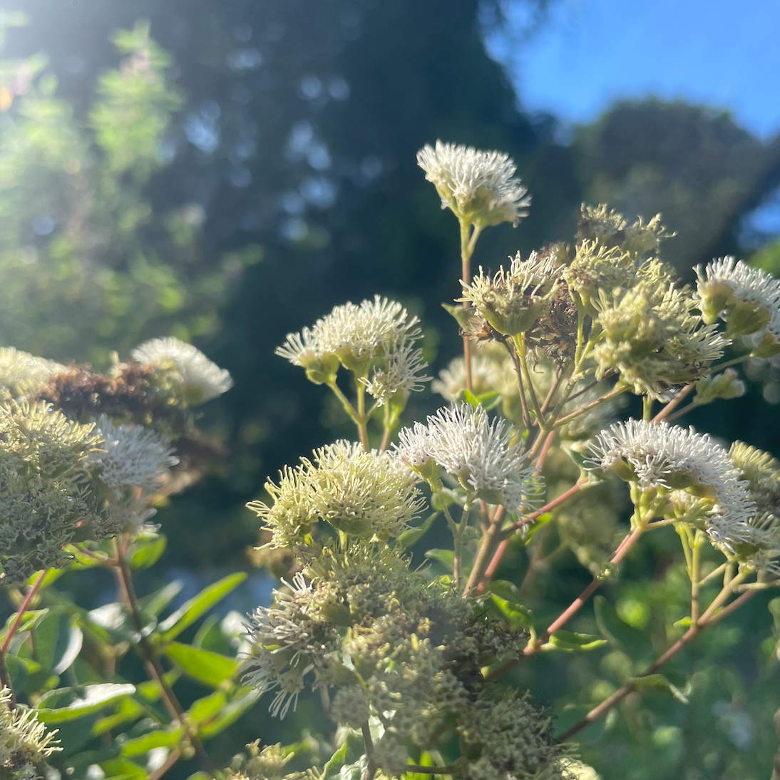 Florida Shrub Thoroughwort