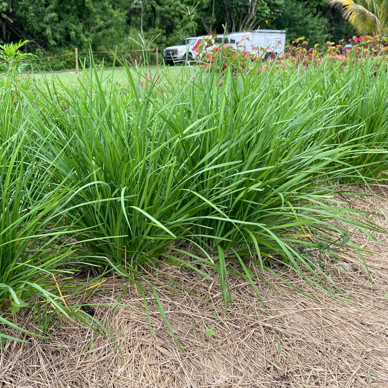 Garlic Chives