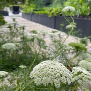 Green Mist Ammi