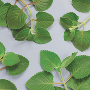 Green Cuban Oregano