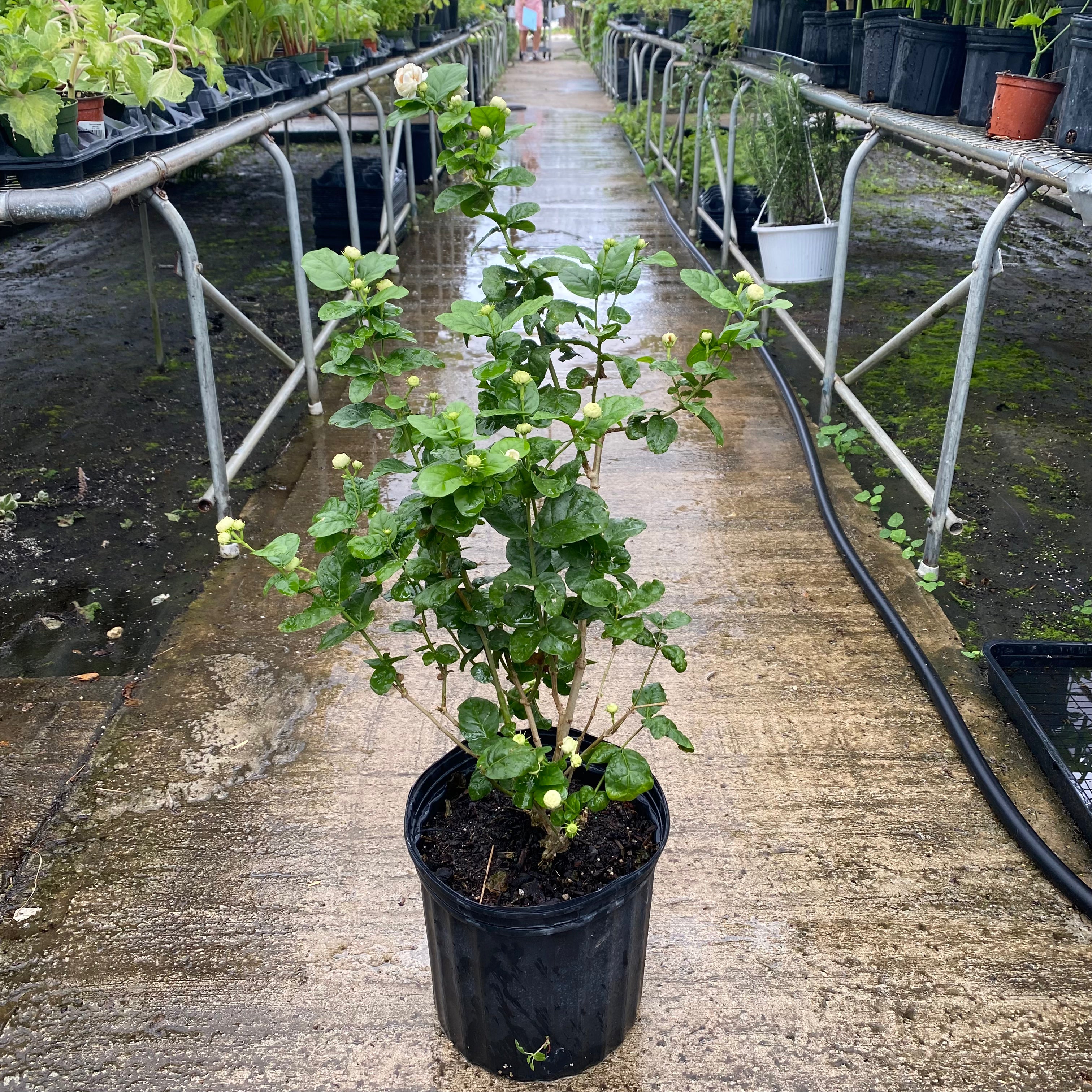 Sambac Jasmine