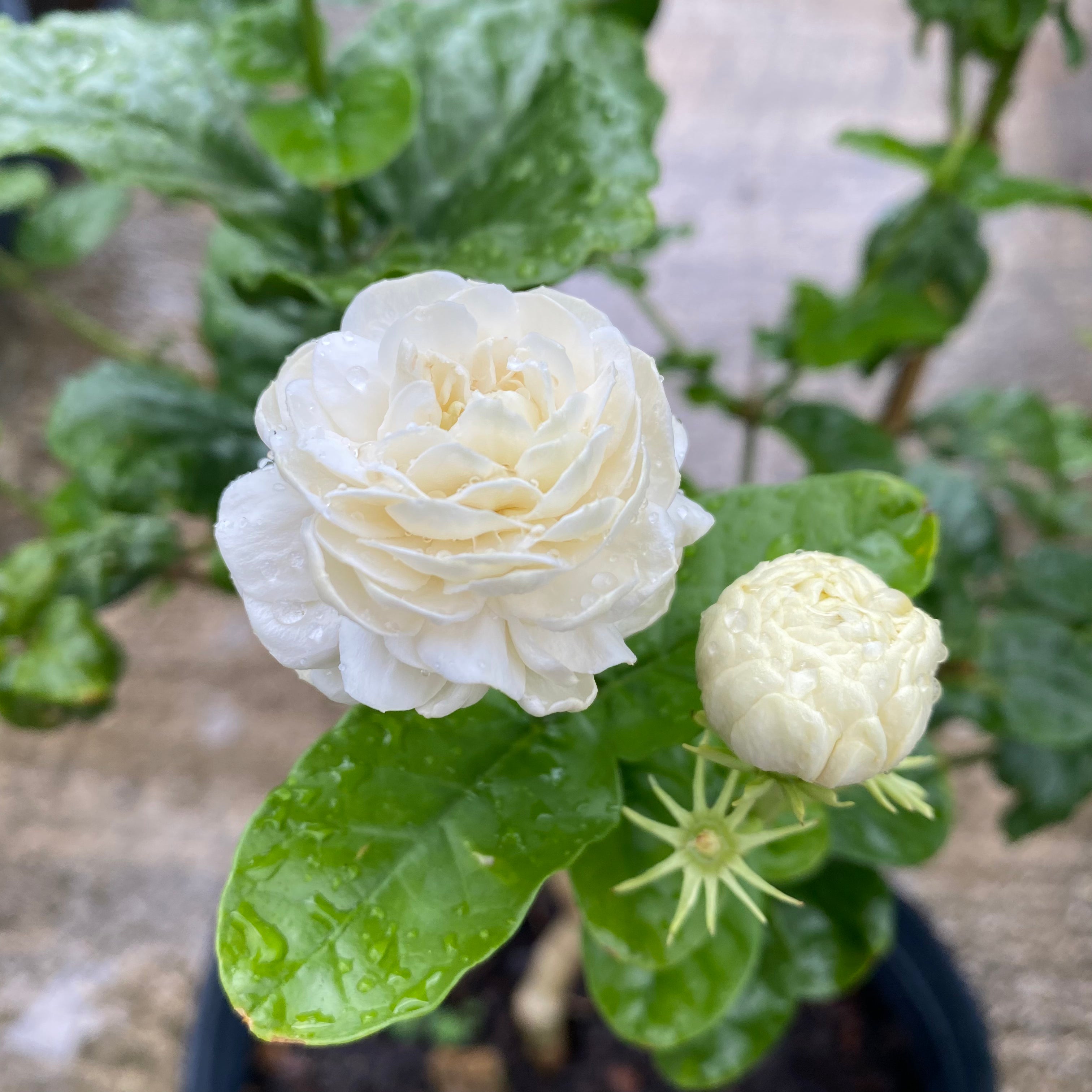 Sambac Jasmine