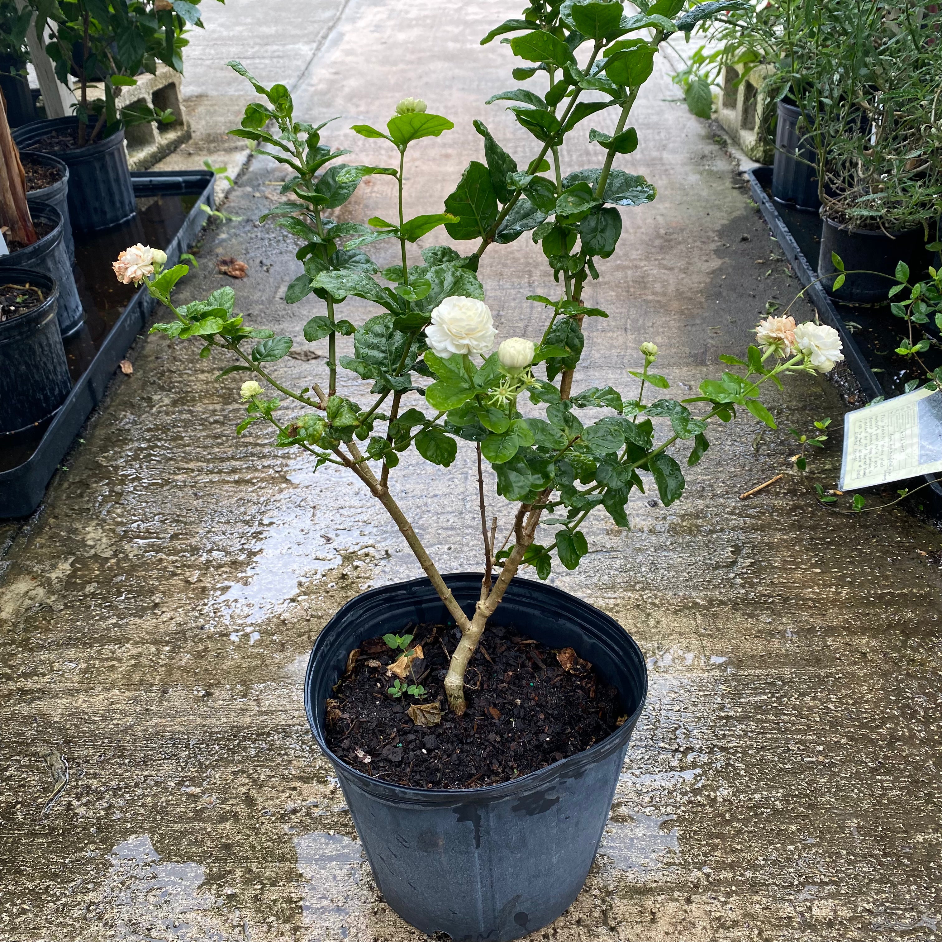 Sambac Jasmine