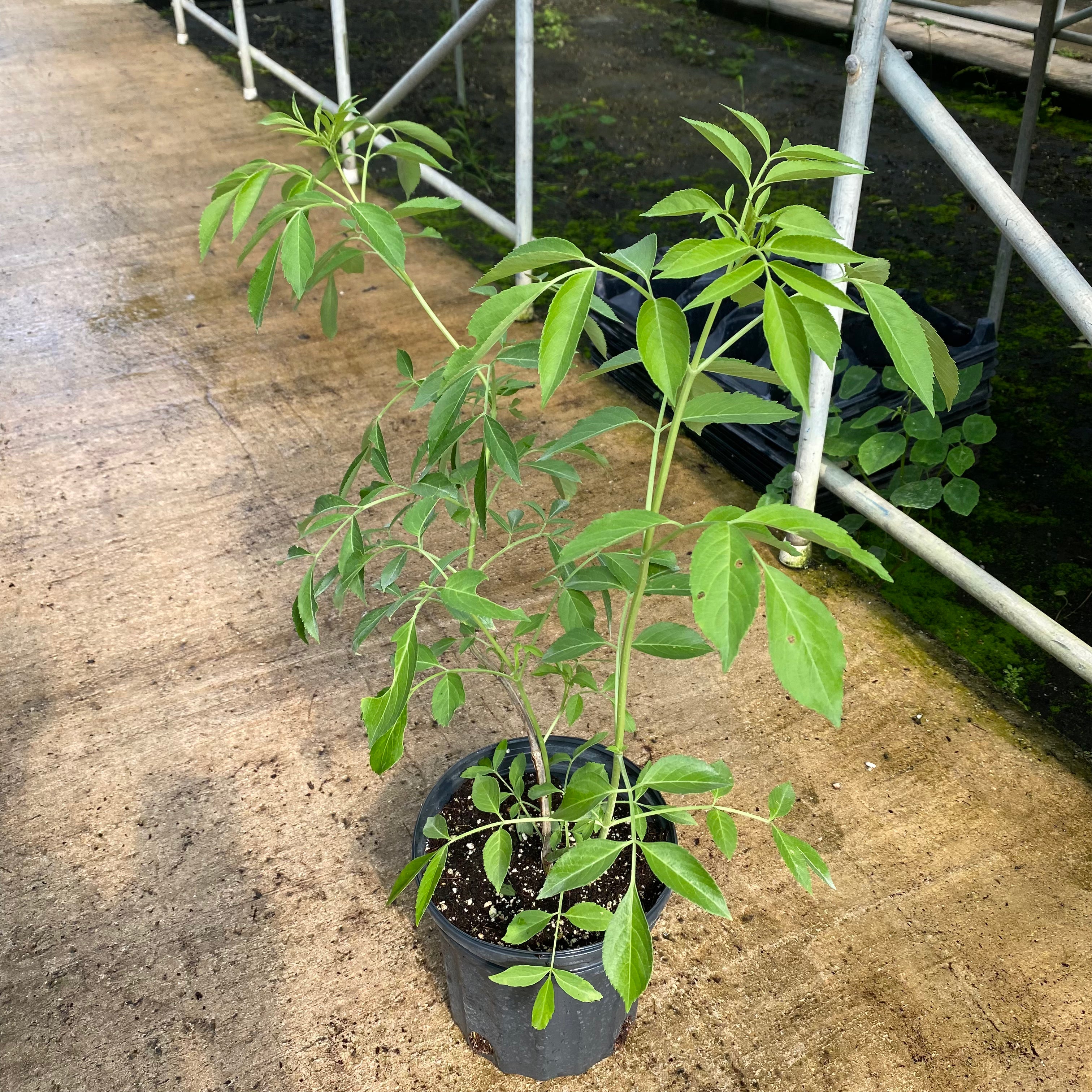 American Elderberry Tree