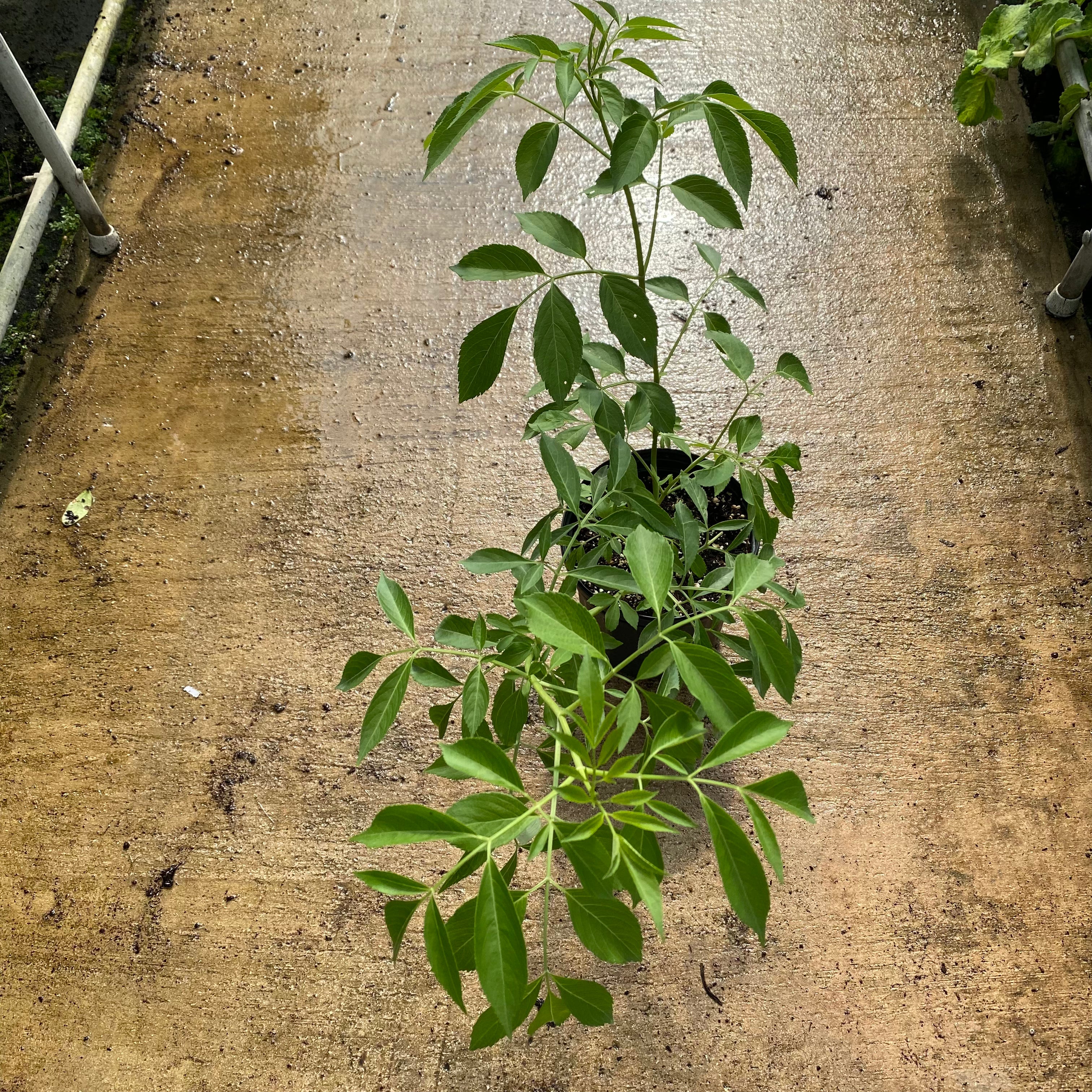 American Elderberry Tree