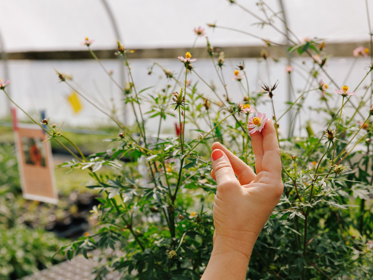 Little River Nursery