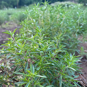 Lebanese Za'Atar
