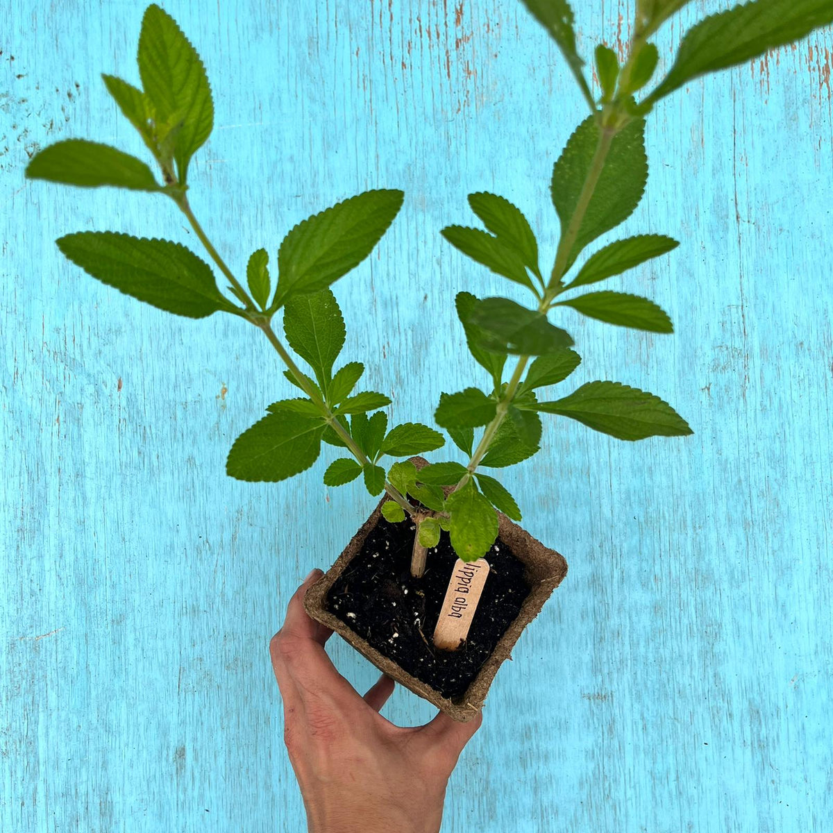 Lippia Alba