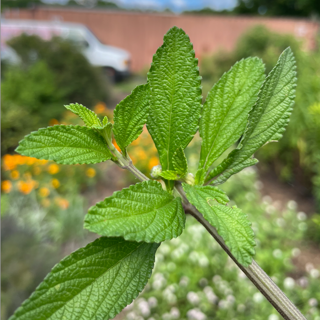 Lippia Alba