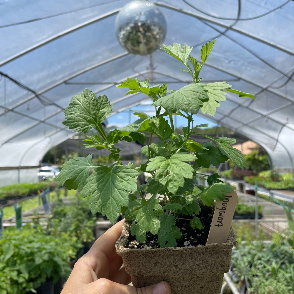 Mugwort