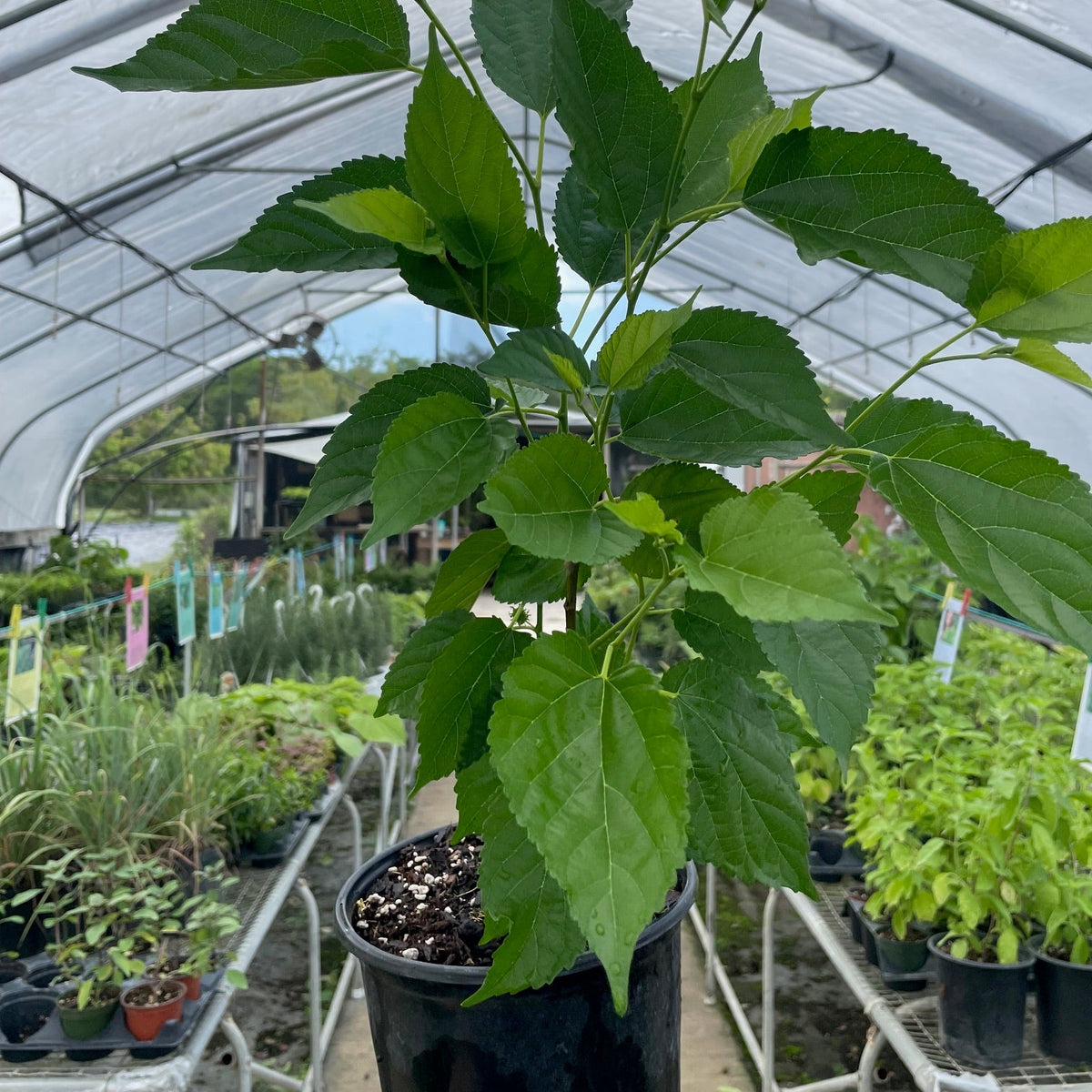Dwarf Everbearing Mulberry Tree