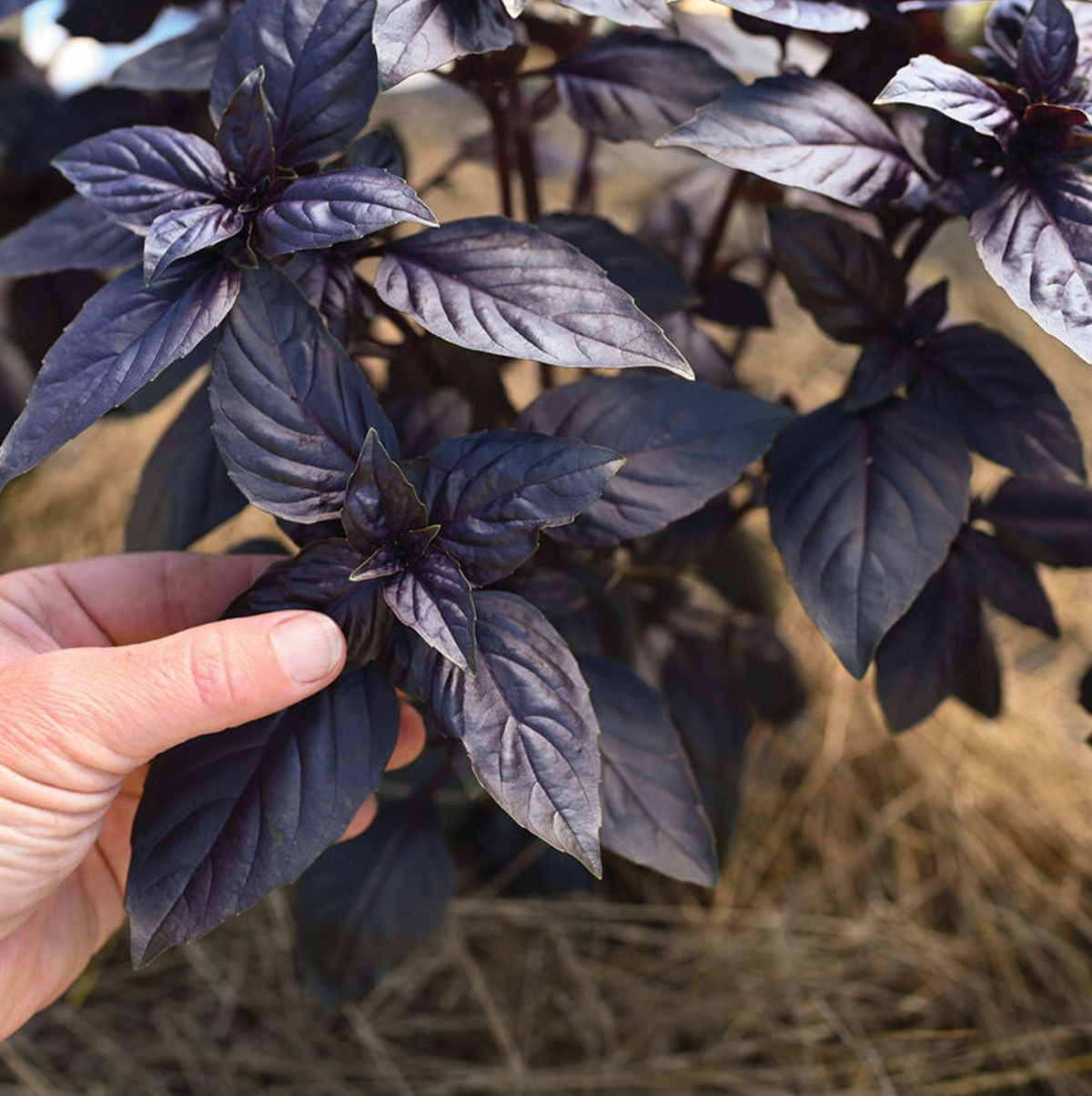 Prospera Red Basil
