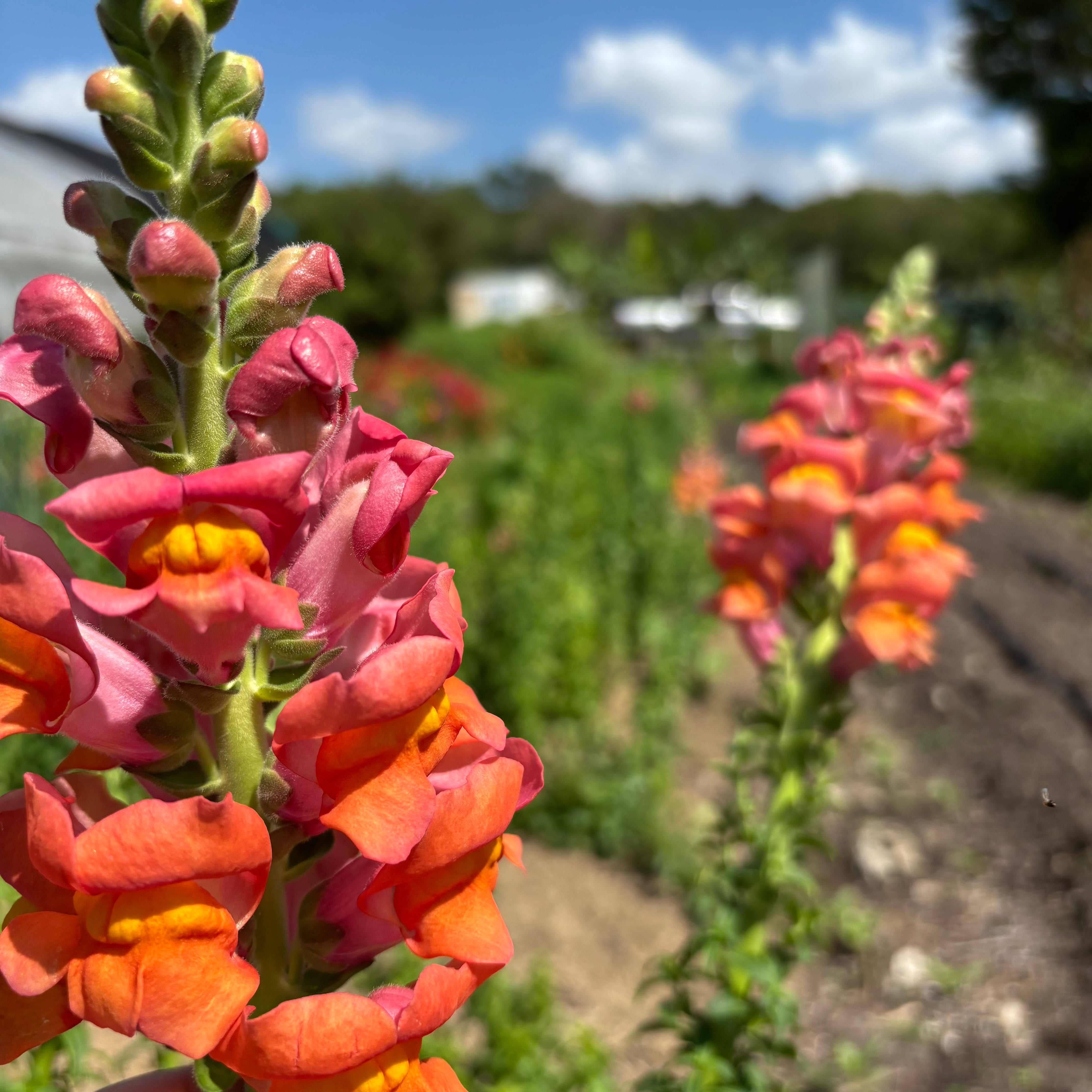 Cannes Lights Bronze Snapdragon