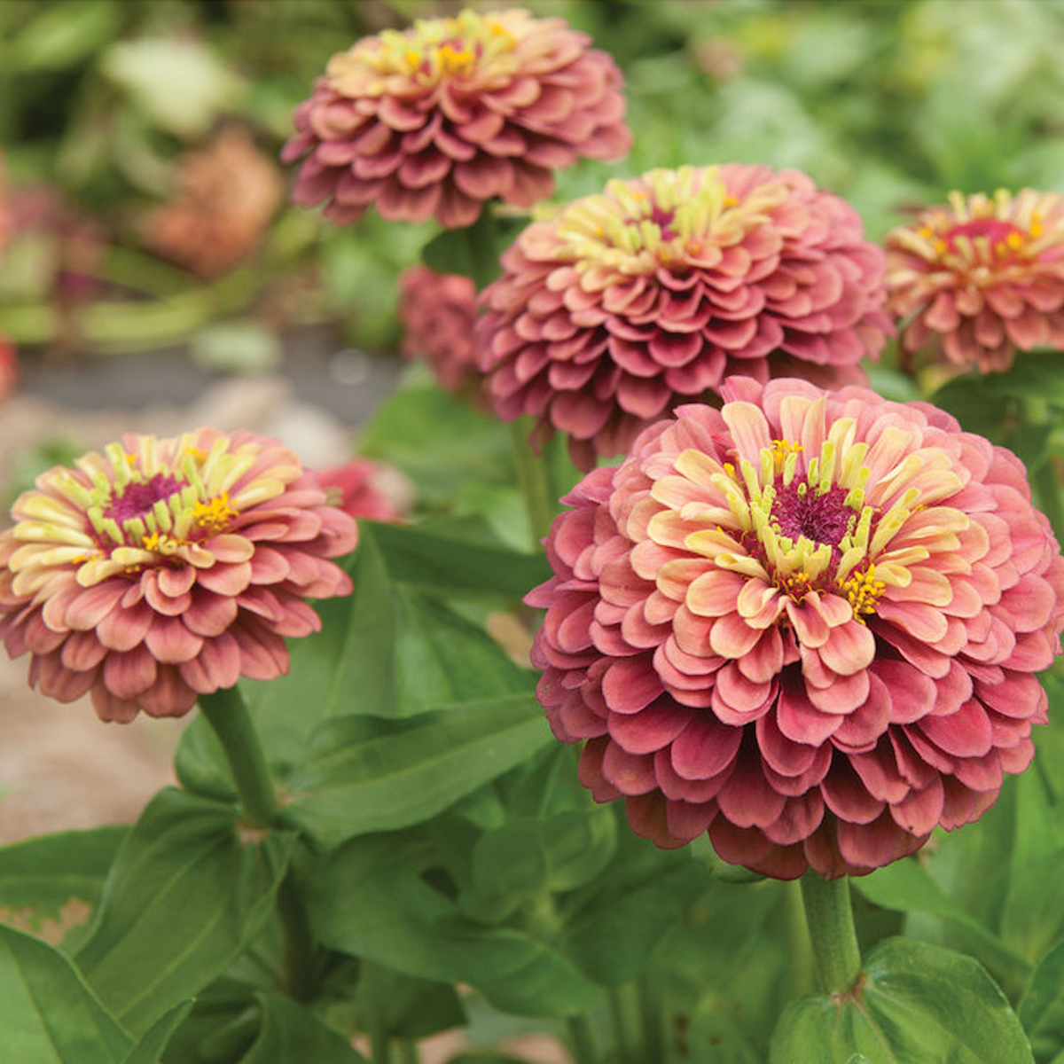 Salmon Zinnia Mix 6 pack