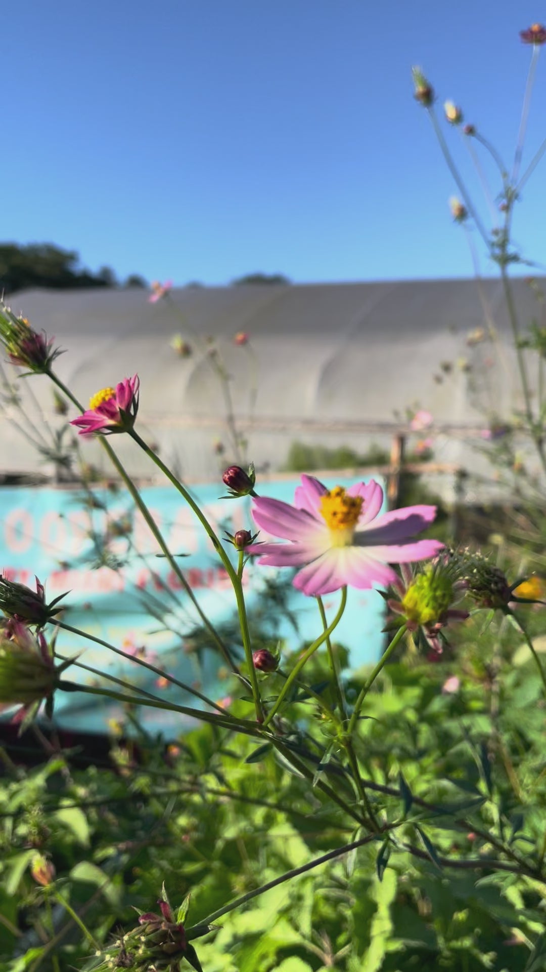 Load video: Wild Cosmos