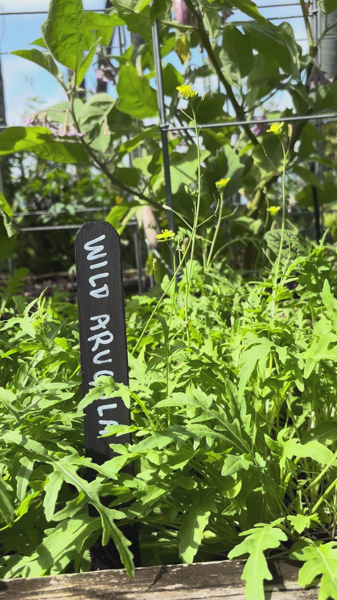 Load video: Sylvetta Wild Arugula