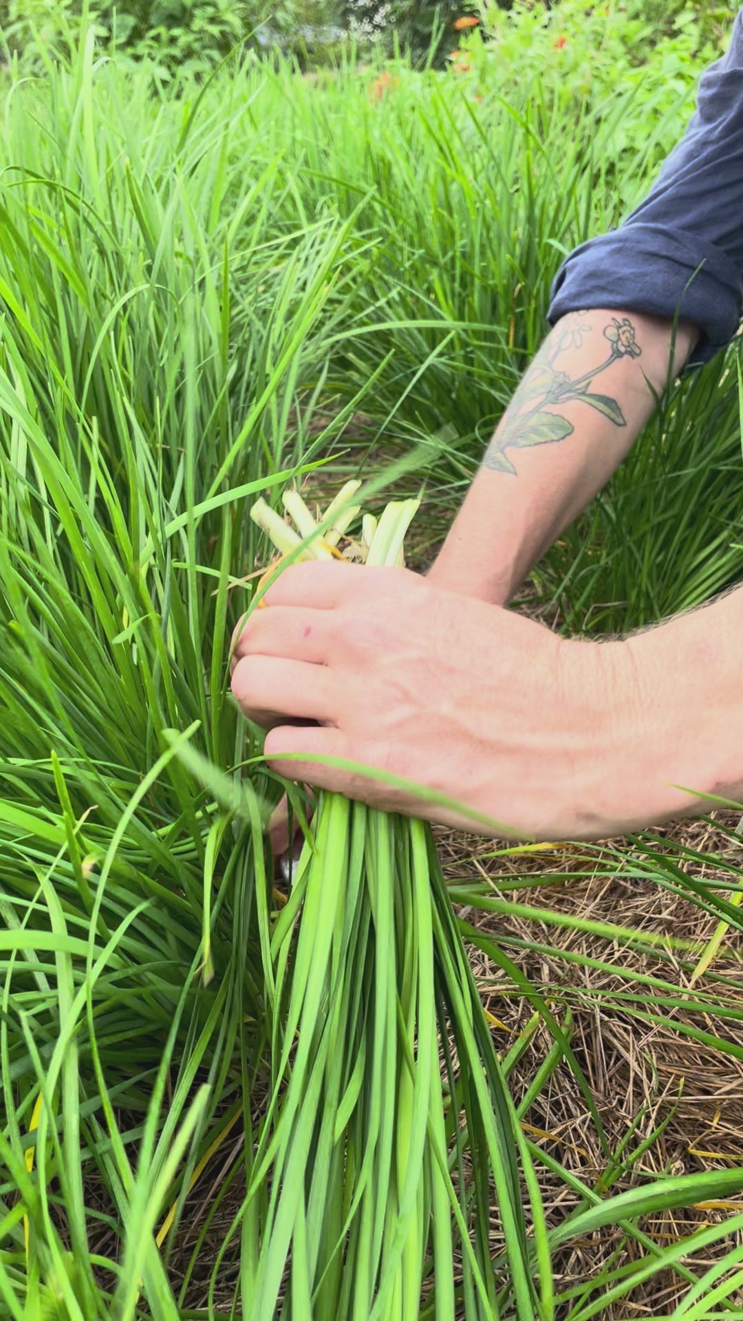 Load video: Garlic Chives