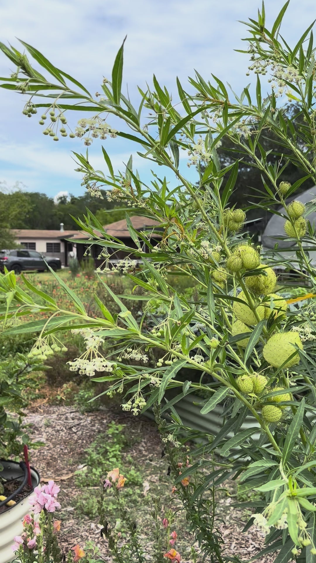 Load video: Puffball Milkweed