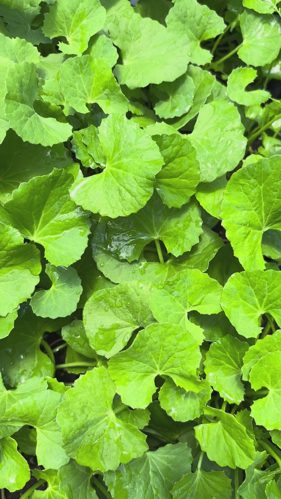 Load video: Gotu Kola